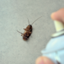 Insecticide pour professionnel
